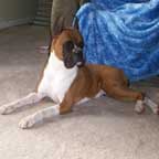 Boxer Breeder-Bernie available for stud 